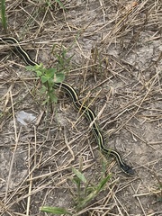 Thamnophis sirtalis annectens