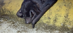 Molossus rufus