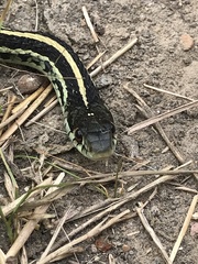 Thamnophis sirtalis annectens