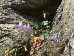 Campanula samothracica