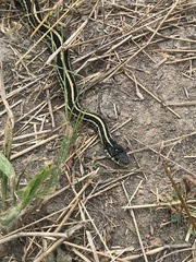 Thamnophis sirtalis annectens