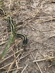 Thamnophis sirtalis annectens