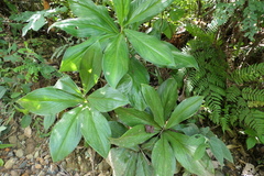 Costus amazonicus krukovii