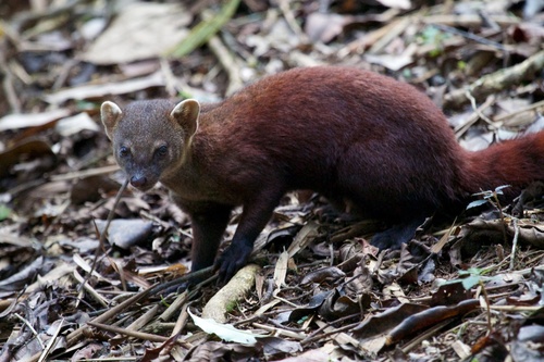 Ring-tailed Vontsira
