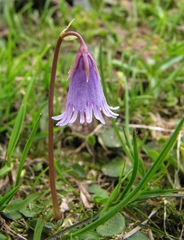 Soldanella pusilla