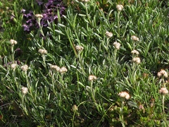 Antennaria carpatica