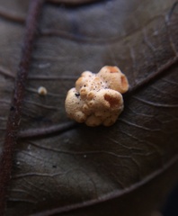 Moelleriella epiphylla