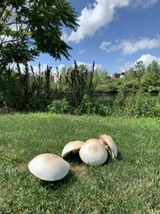 Agaricus arvensis