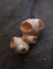 Moelleriella epiphylla