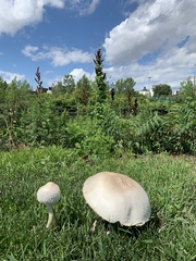 Agaricus arvensis