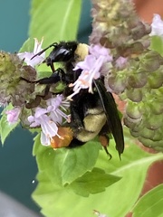 Bombus pensylvanicus image