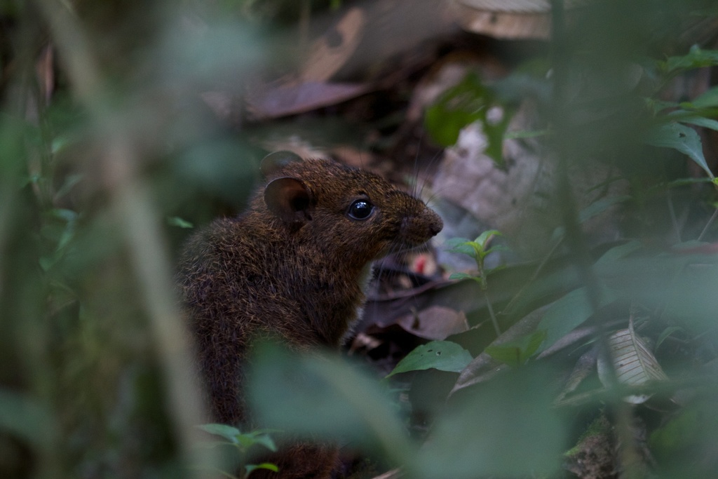 Rufous Nesomys