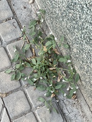 Heliotropium europaeum