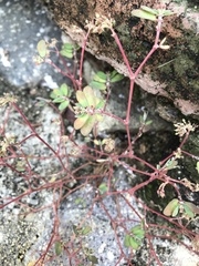 Euphorbia berteroana