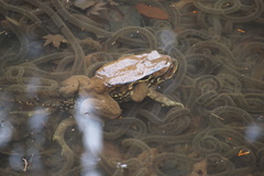 Bufo formosus