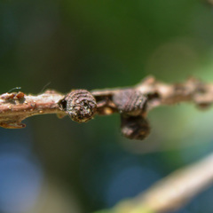 Kokkocynips difficilis