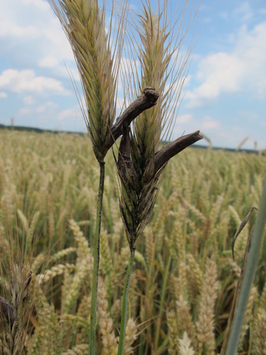 Rye Ergot