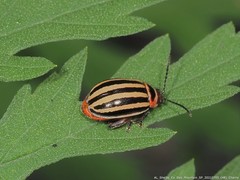 Kuschelina petaurista