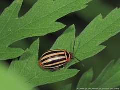 Kuschelina petaurista