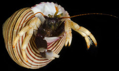 Pagurus hemphilli