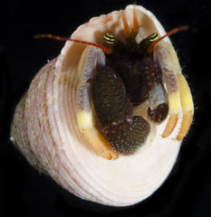 Pagurus hemphilli