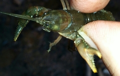 Cambarus conasaugaensis