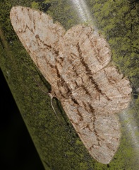 Hypomecis transcissa