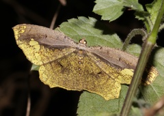 Pareumelea eugeniata