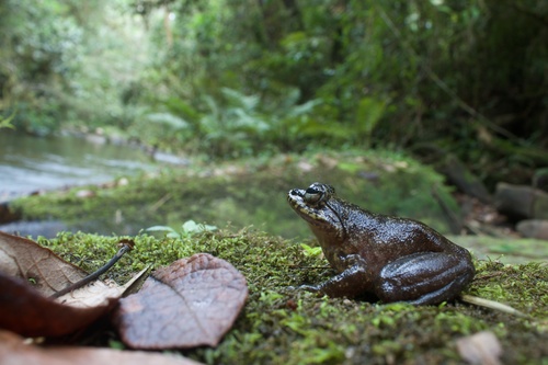 Mantidactylus grandidieri
