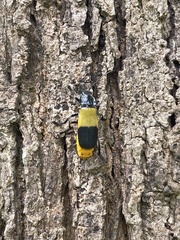 Chauliognathus tripartitus
