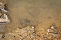 Triops cancriformis