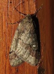 Paleacrita merriccata