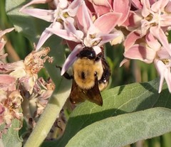 Bombus nevadensis