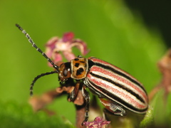 Disonycha bicarinata