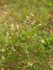 Trifolium arvense