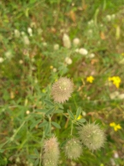 Trifolium arvense