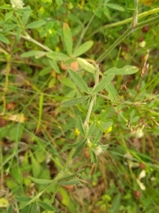 Trifolium arvense