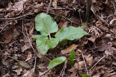 Angiospermae