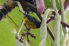 Euphonia anneae