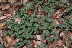 Anemonastrum flaccidum