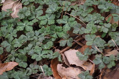 Anemonastrum flaccidum