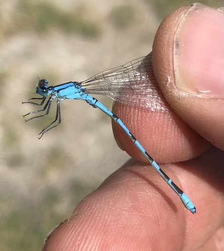 Alkali Bluet photo 3