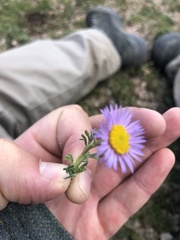 Erigeron pinnatisectus