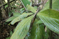Costus amazonicus krukovii