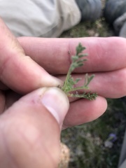 Erigeron pinnatisectus