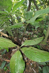 Costus amazonicus krukovii