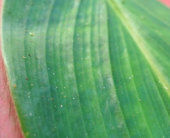 Costus amazonicus krukovii