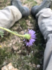 Erigeron pinnatisectus