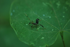 Acanthocephalini