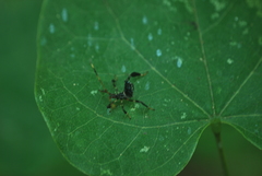 Acanthocephalini